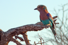 Enlarge photo