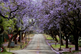 Street with Jacaranda trees, Pretoria